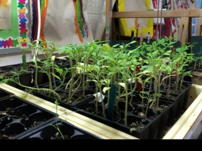Seedlings for the winter garden at Pikeville Elementary School