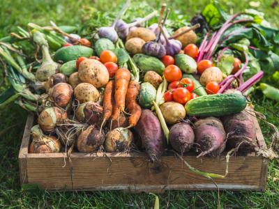 Basket of produce 