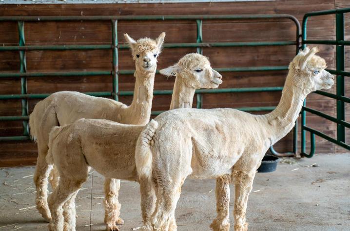 Three cream-colored alpacas standing in a barn with concrete floor and green metal fencing