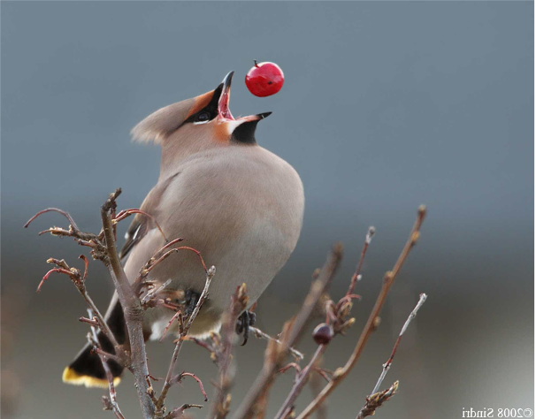 BERD bites 