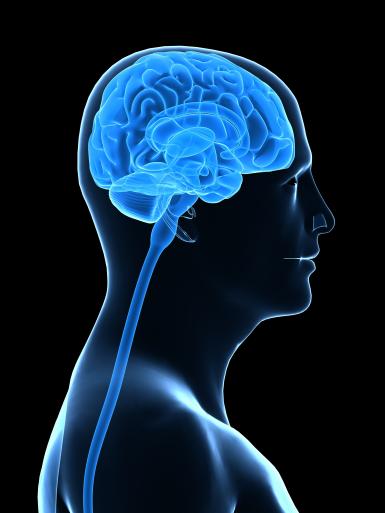 Illustration of brain