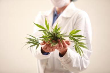 BEHAV-122_Marijuana plant with researcher