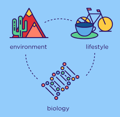 A graphic that illustrates the circular relationship between environment, lifestyle, and biology in determining someone's health. 