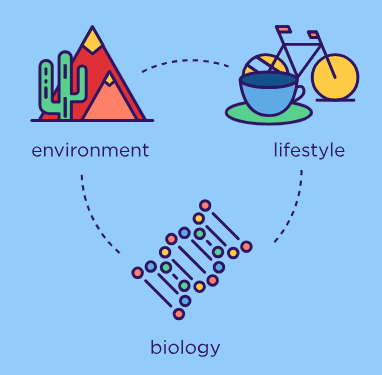 A graphic that illustrates the circular relationship between environment, lifestyle, and biology in determining someone's health.