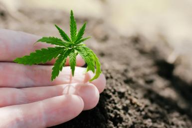 Hemp sprouts growing. Farmers are planting marijuana seedling. Hand closeup with cannabis seedling outdoors
