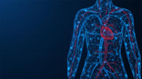 arteries